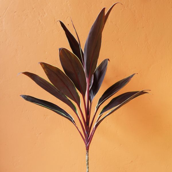 Cordyline_Tartan-1