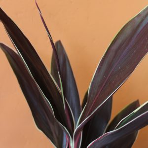 Cordyline_Tartan-2