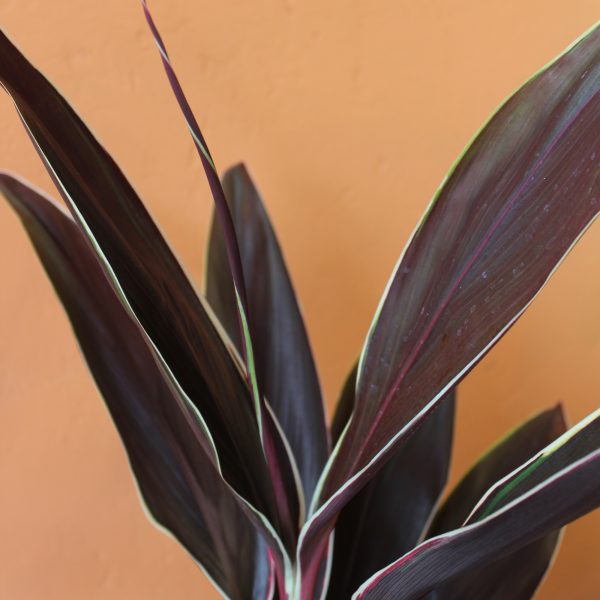 Cordyline_Tartan-2 Cordyline_Tartan-2
