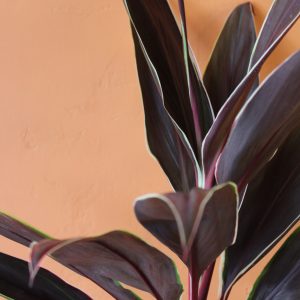 Cordyline_Tartan-3