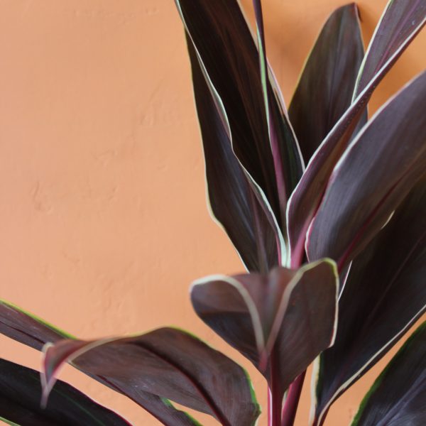 Cordyline_Tartan-3 Cordyline_Tartan-3
